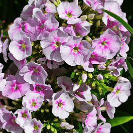 Флокс метельчатый Younique Bicolor