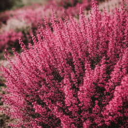 Вереск обыкновенный Aphrodite