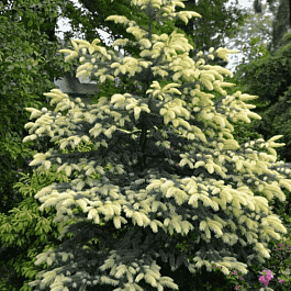 Ель колючая Jan Byczkowski