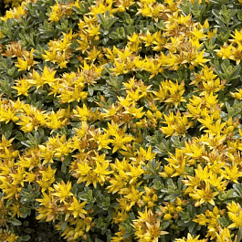 Очиток цветоносный Golden Yellow