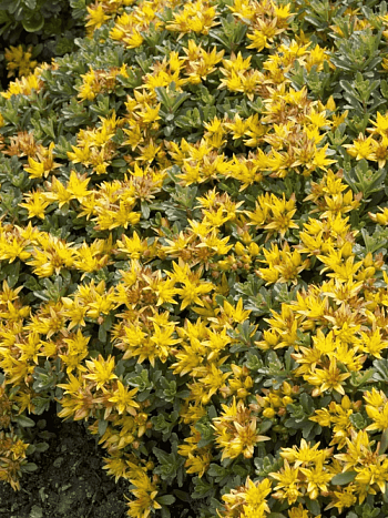 Очиток цветоносный Golden Yellow