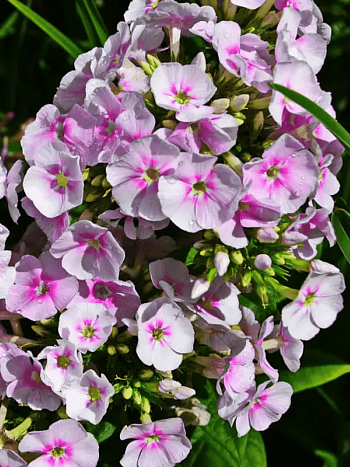 Флокс метельчатый Younique Bicolor