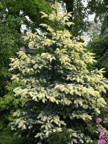 Ель колючая Jan Byczkowski