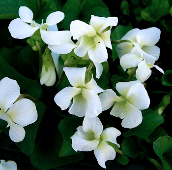 Виола (Фиалка, Анютины глазки) сестринская Albiflora