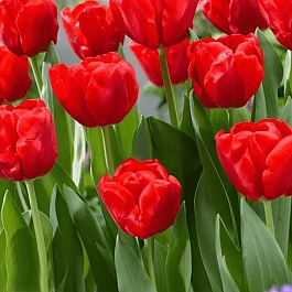 Тюльпан триумф Ferrari