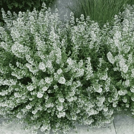 Душевик котовниковый Marvelette White