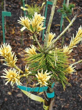 Сосна мелкоцветковая Ichi-no-se