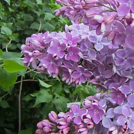 Сирень обыкновенная Оля