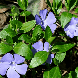 Барвинок малый Panta