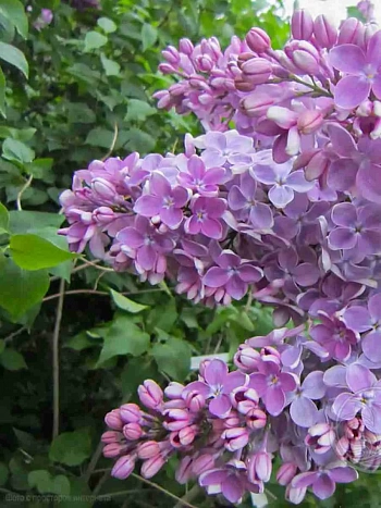 Сирень обыкновенная Оля