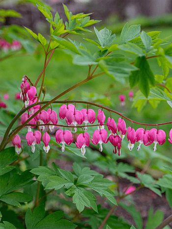 Дицентра великолепная
