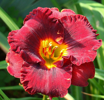 Лилейник гибридный Лил Ред Уэгон