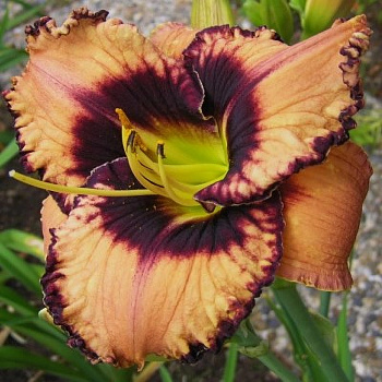 Лилейник гибридный Овесом Блоссом