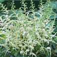 Астильба простолистная Darwin's Snowsprite