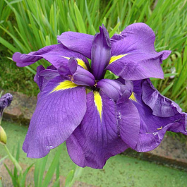 Ирис японский Пепл Парасол