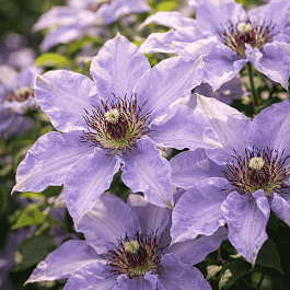 Клематис Myosotis