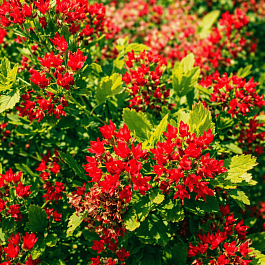 Пузыреплодник калинолистный Magical Raspberry Lemon