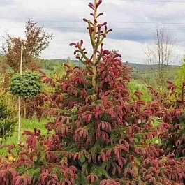 Ель обыкновенная Rydal ТОЛЬКО САМОВЫВОЗ