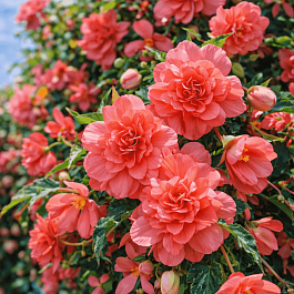 Бегония Illumination Rose