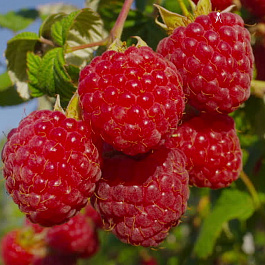 Малина ремонтантная Элегантная