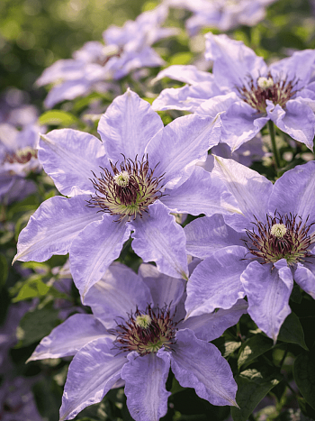 Клематис Myosotis