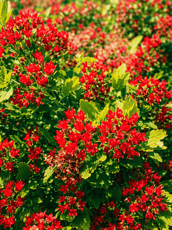 Пузыреплодник калинолистный Magical Raspberry Lemon