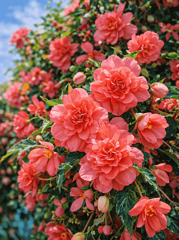 Бегония Illumination Rose
