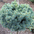 Ель колючая Pali