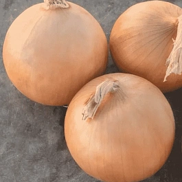 Лук-севок Радар