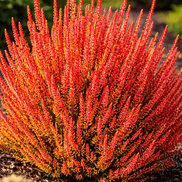 Вереск обыкновенный Zora