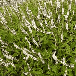 Горец свечевидный Альба