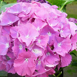 Гортензия крупнолистовая Гертруда Глан