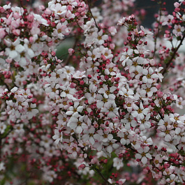 Спирея тунберга Фуджино Пинк
