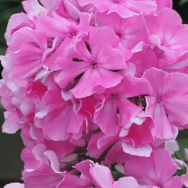 Флокс метельчатый Эмма