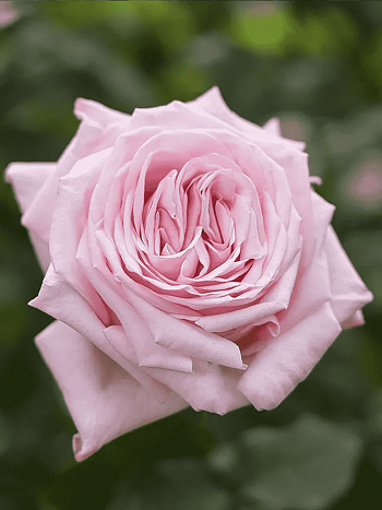 Роза чайно-гибридная Pink O'Hara