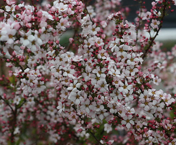 Спирея тунберга Фуджино Пинк