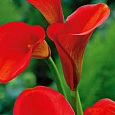 Калла Red Majesty