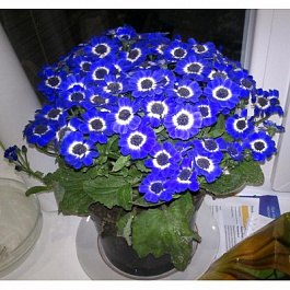 Цинерария гибридная Венеция Делфт Блю виз Ринг