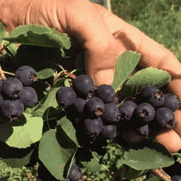 Ирга канадская Sleyt