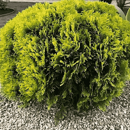 Туя западная Mirjam