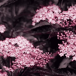 Бузина черная  Black Beauty