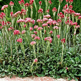 Кошачья лапка (Антеннария двудомная) Рубра Кошачья лапка (Антеннария двудомная) Рубра