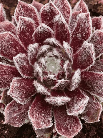 Молодило паутинистое Rubin