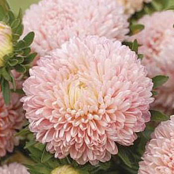 Астра Бьютифул Дэй Салмон Роуз