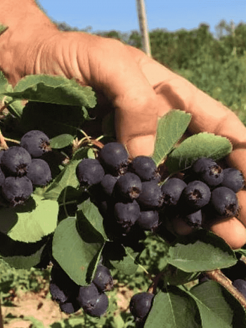 Ирга канадская Sleyt