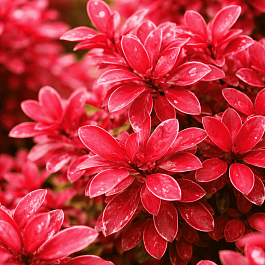 Барбарис Тунберга Barberry