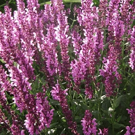 Шалфей дубравный Rianne Pink 