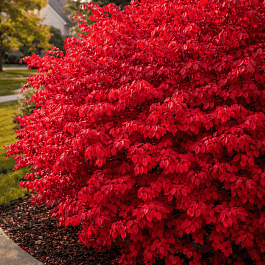 Бересклет крылатый Chicago Fire