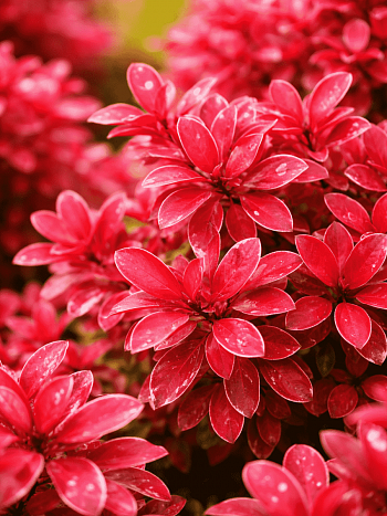 Барбарис Тунберга Barberry