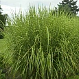 Мискантус китайский Strictus